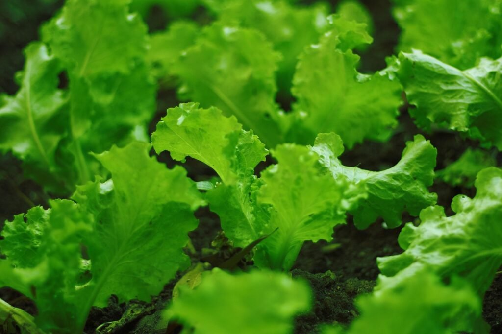the planting of the lettuce, planting in the open air, plantation, lettuce, lettuce farm, agriculture, vegetable, plant, organic, farm, green, nature, food, natural, leaf, field, light, farming, salad, garden, agricultural, grow, lettuce, lettuce, lettuce, lettuce, lettuce