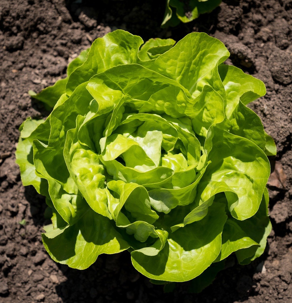 salad, nature, lettuce, spring, bed, healthy, green, nourishment, meal, fresh, vitamins, vegetable garden, food, head of lettuce, garden, allotment, horticulture, green salad, leaves, shot salad