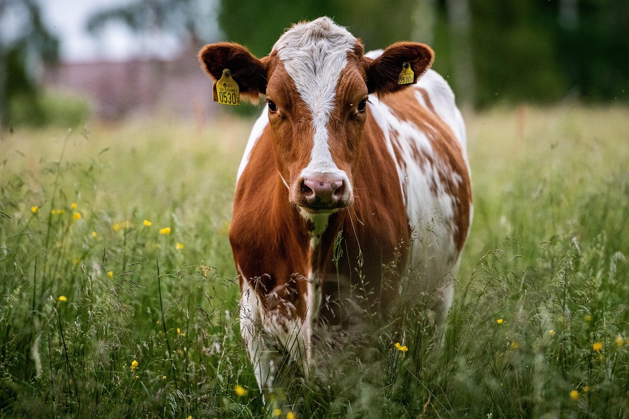 cow, animal, livestock, cattle, mammal, grass, meadow, field, nature, cow, cow, cow, cow, cow