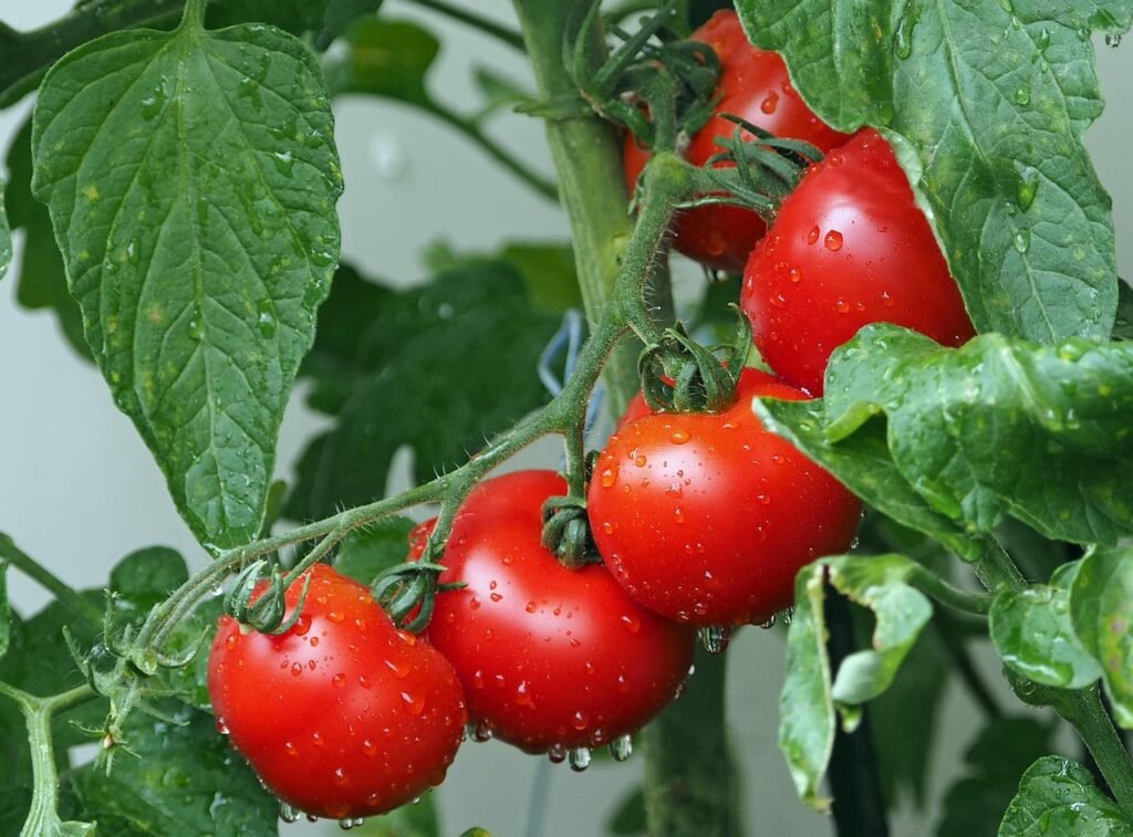 tomatoes, vines, water droplets, wet, red tomatoes, fresh tomatoes, harvest, nature, produce, organic, ripe tomatoes, leaves, plants, agriculture, rain drops, vegetables, eat, red, healthy, food, fresh, close up