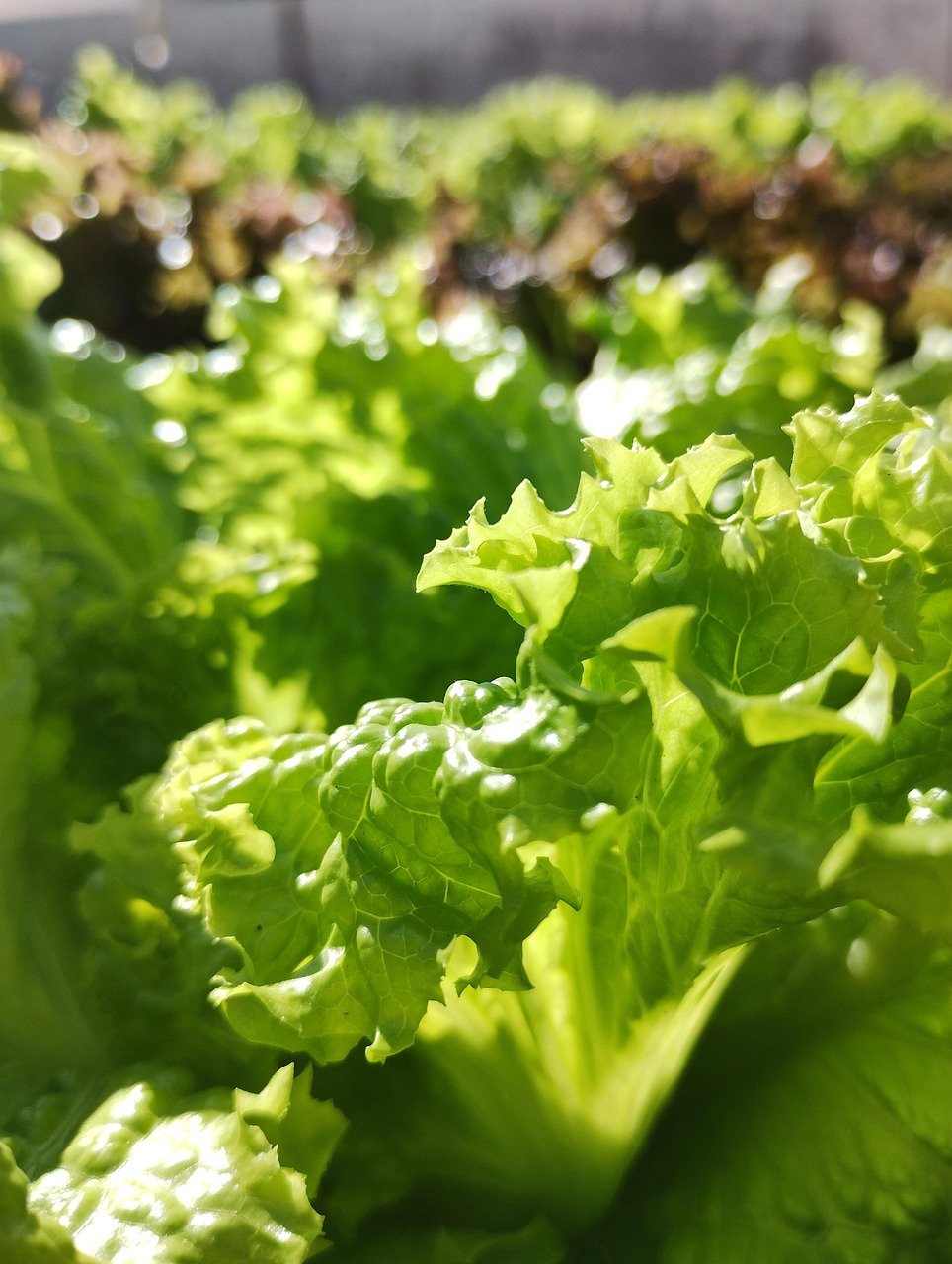 lettuce, vegetables, garden, food, nature, fresh, salad, healthy, farm, agriculture, field, rural, harvest, village