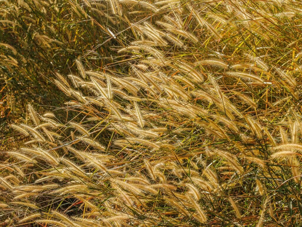 Close-up shot of wild golden grasses in a sunny countryside field.