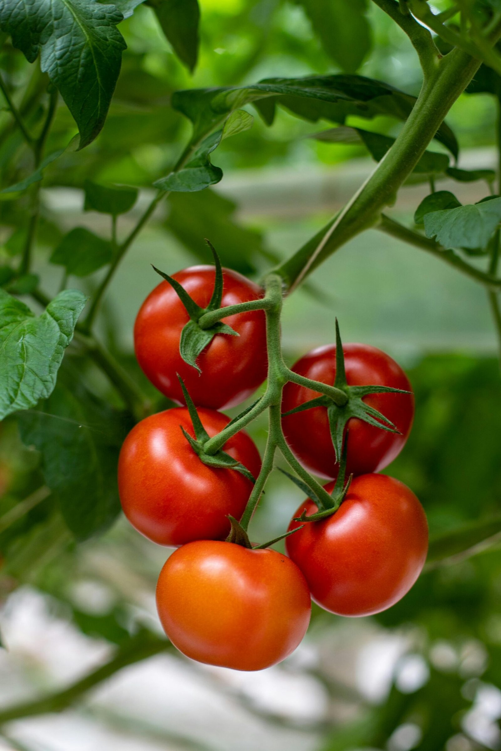 Juicy red tomatoes growing on a vine in a natural setting, showcasing fresh produce.