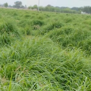 Katambora Rhodes Grass