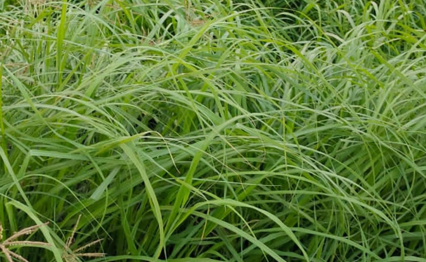Katambora Rhodes Grass